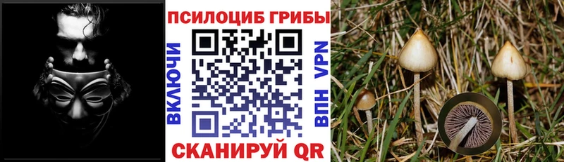 Псилоцибиновые грибы GOLDEN TEACHER  Кызыл 